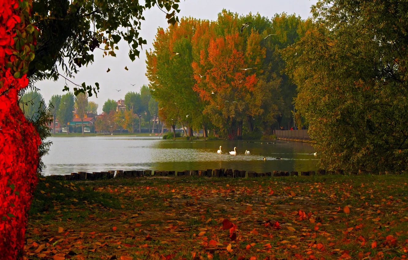 Photo wallpaper autumn, nature, lake, photo, foliage, Italy, Lombardy, Mantua