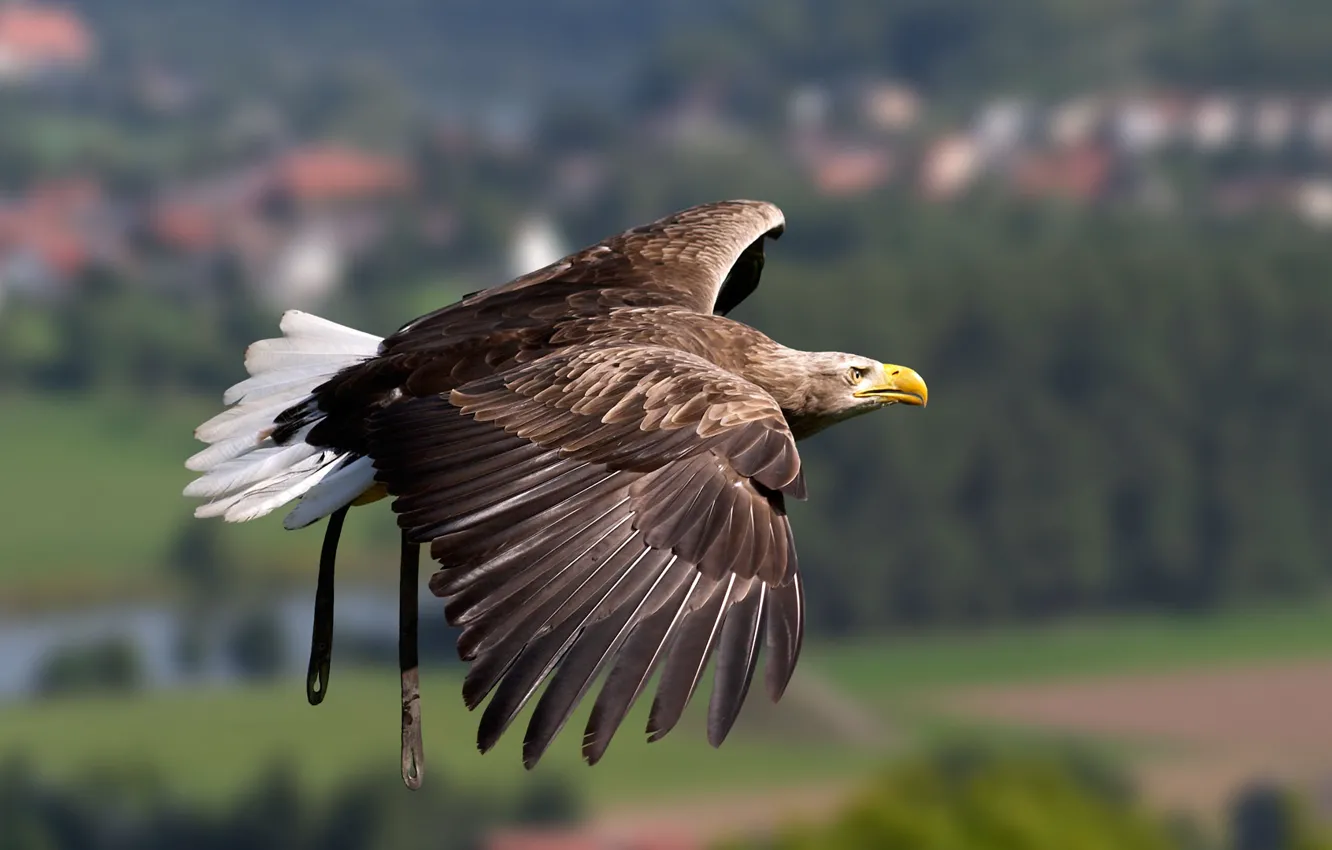 Photo wallpaper flight, bird, eagle, wings