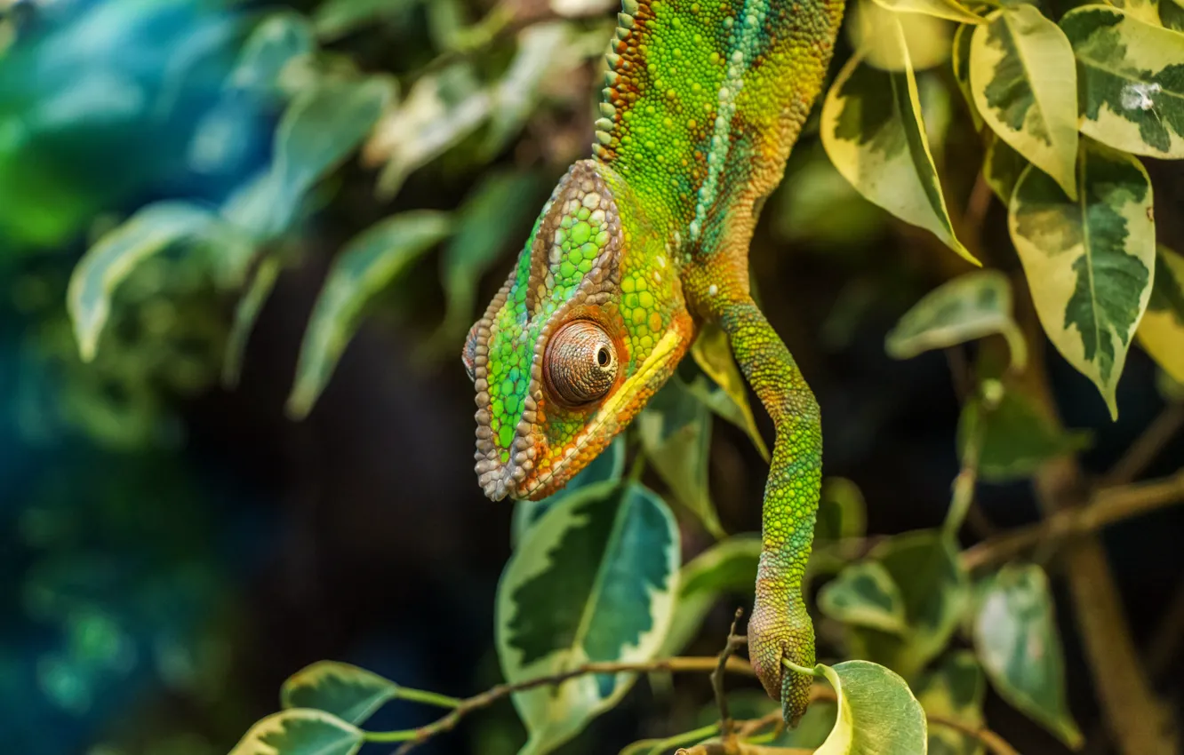 Photo wallpaper leaves, branches, nature, chameleon, reptile