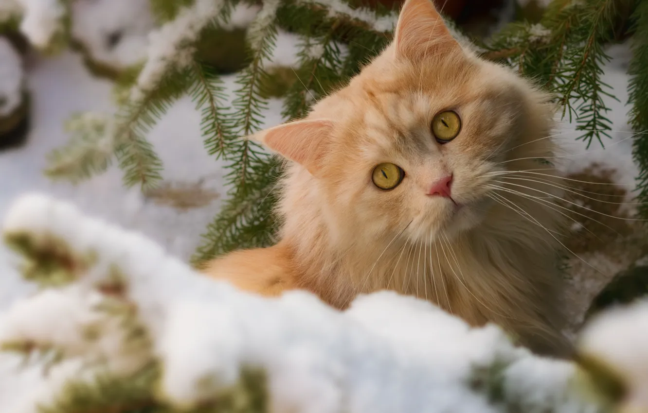 Photo wallpaper winter, cat, cat, look, snow, branches, muzzle, red cat