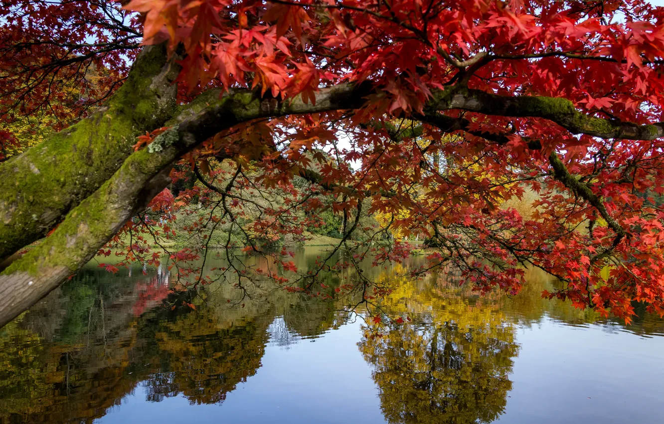 Photo wallpaper autumn, trees, branches, lake, pond, Park, reflection, tree