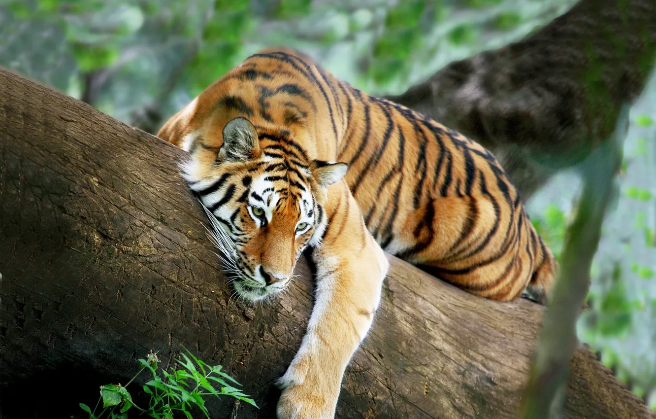 Photo wallpaper tiger, tree, stay