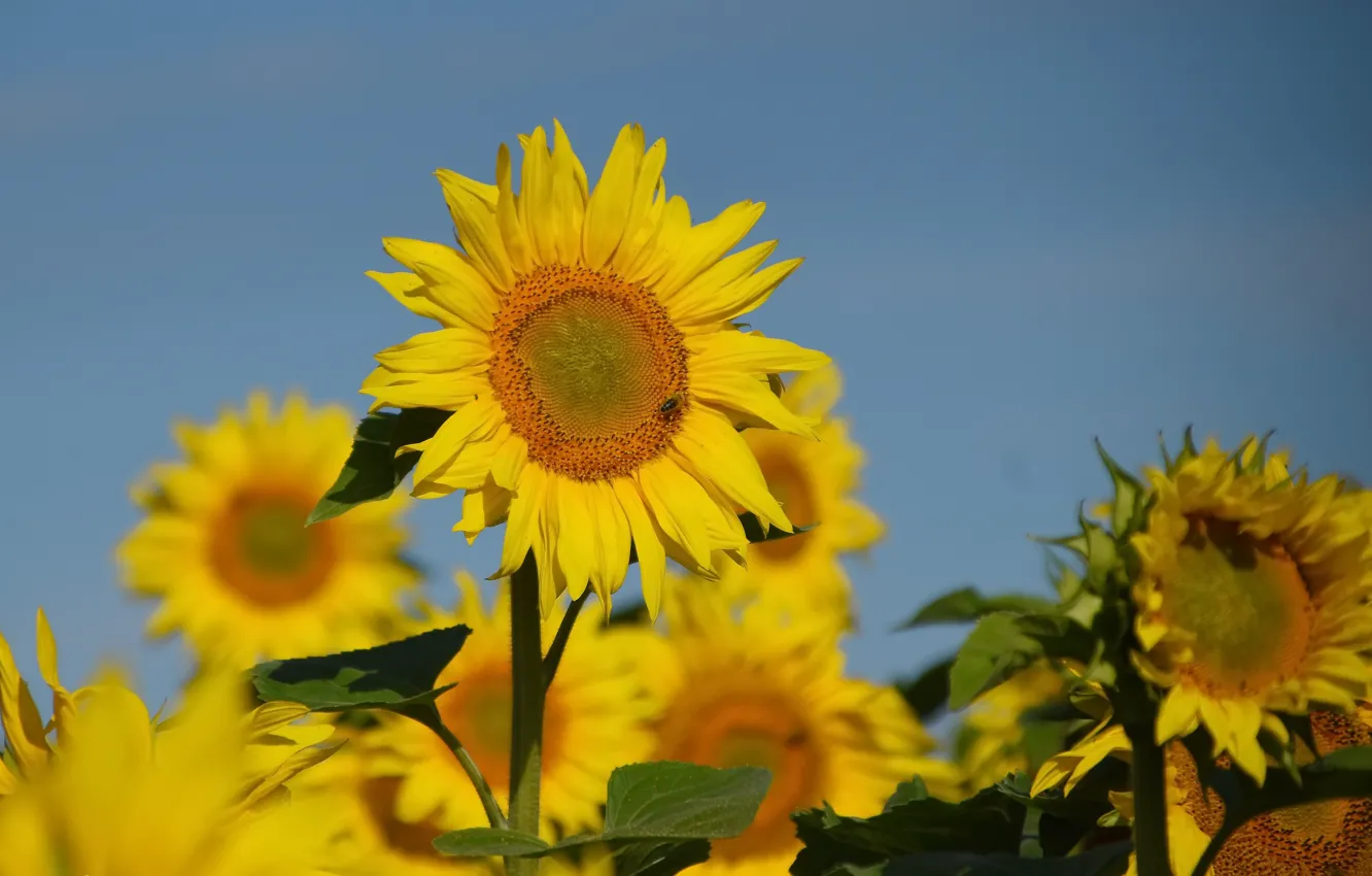 Photo wallpaper summer, sunflowers, flowers, nature