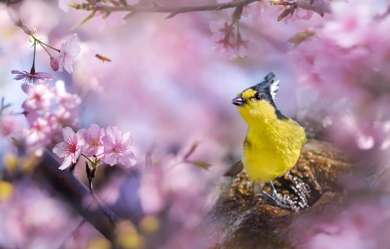 Photo wallpaper flowers, branches, spring, Sakura, Taiwan, bird, FuYi Chen