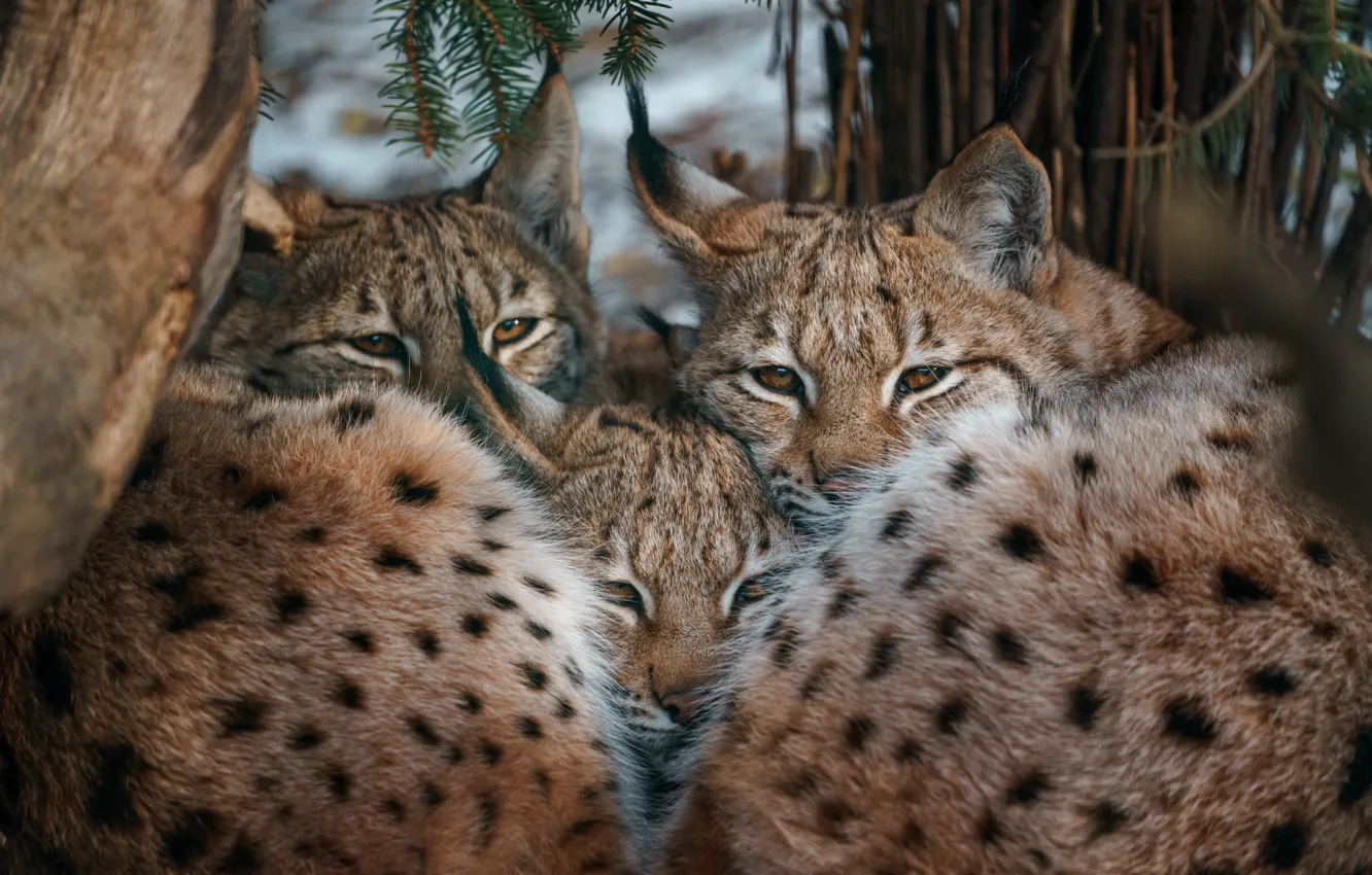 Photo wallpaper winter, look, branches, pose, together, lies, lynx, face