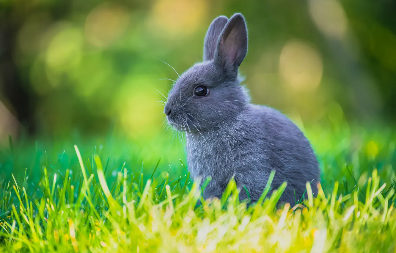 Photo wallpaper greens, grass, light, grey, glade, hare, rabbit, bokeh