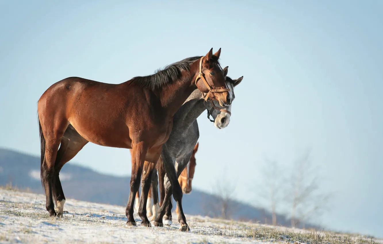 Photo wallpaper winter, field, the sky, snow, horse, horse, slope, pair
