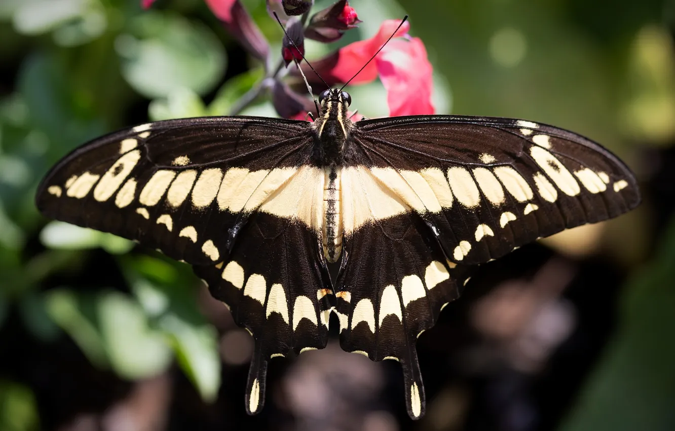 Photo wallpaper leaves, flowers, macro, butterfly, wings, beautiful, closeup