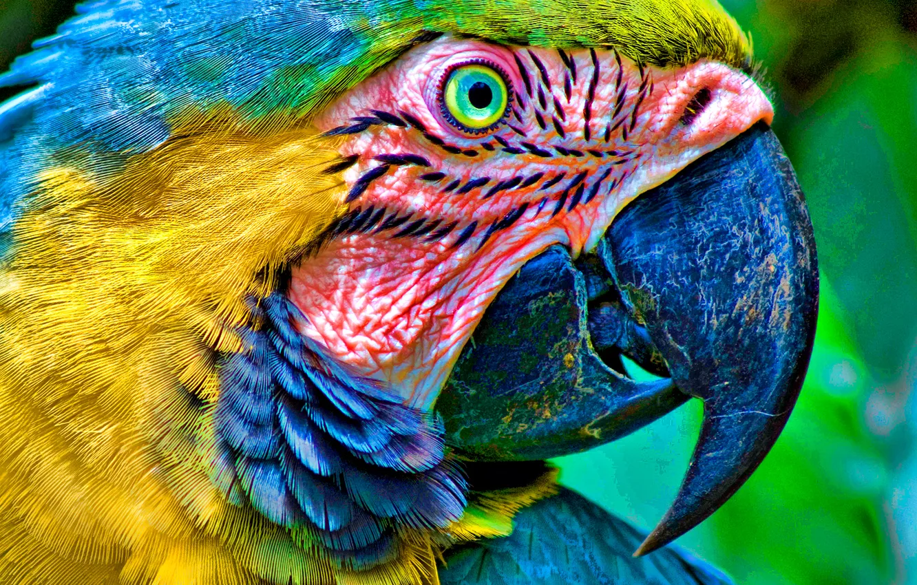 Photo wallpaper parrot, eyes, head, beak