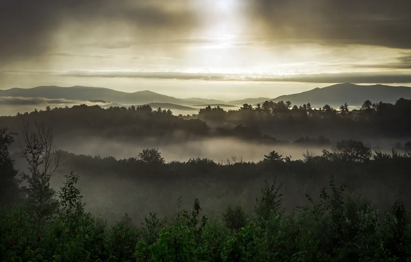 Photo wallpaper nature, fog, morning
