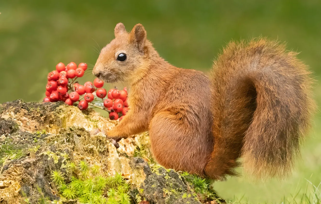 Photo wallpaper berries, stump, protein, red, Rowan