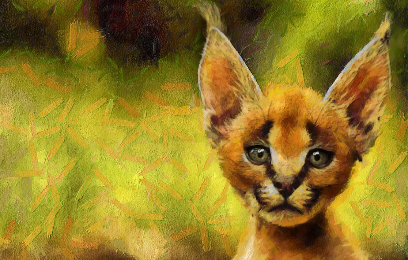 Photo wallpaper background, muzzle, Caracal, Caracal