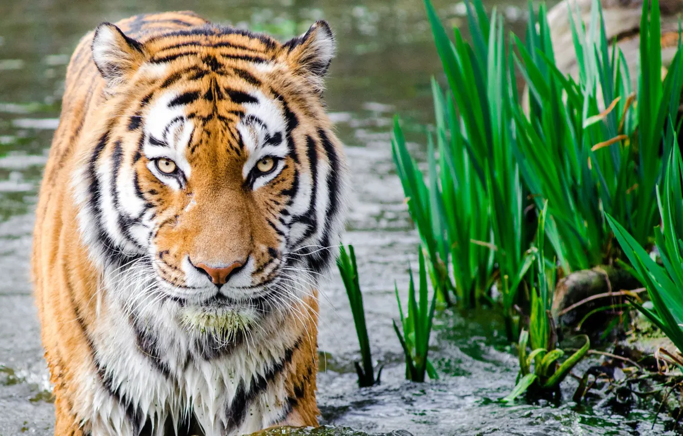 Photo wallpaper tiger, water, look, big cats, feline