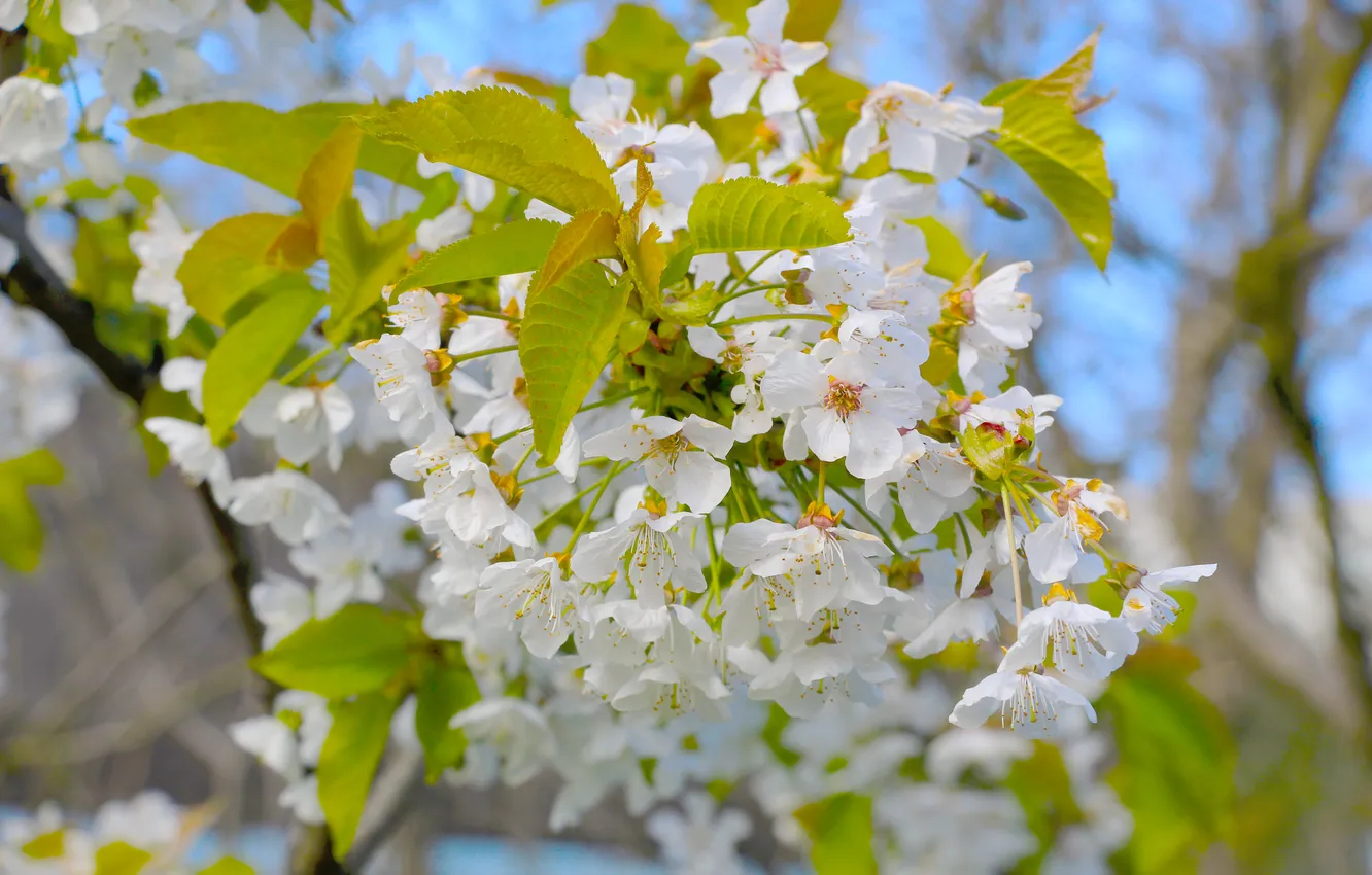 Spring Twigs Wallpaper flower, spring, twig for mobile and desktop, section природа ...