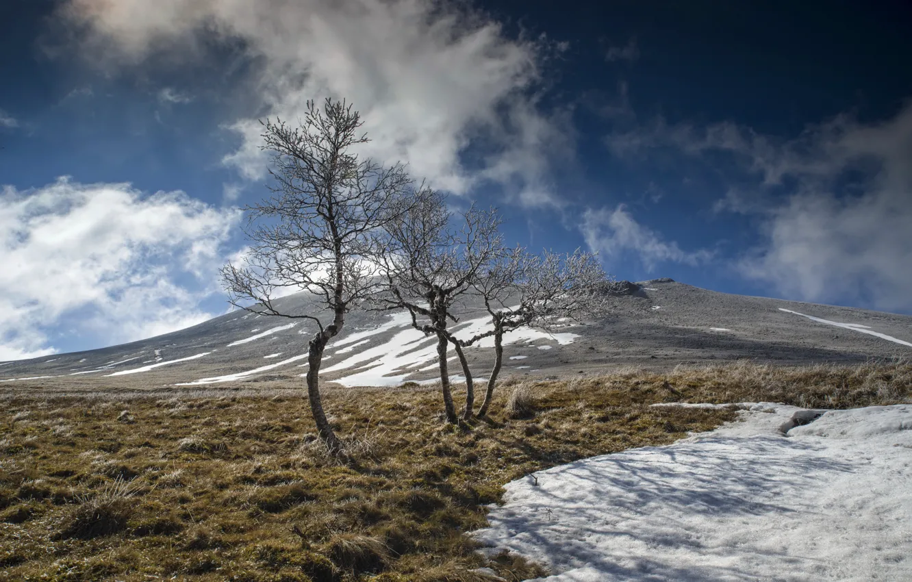 Photo wallpaper the sky, trees, mountains