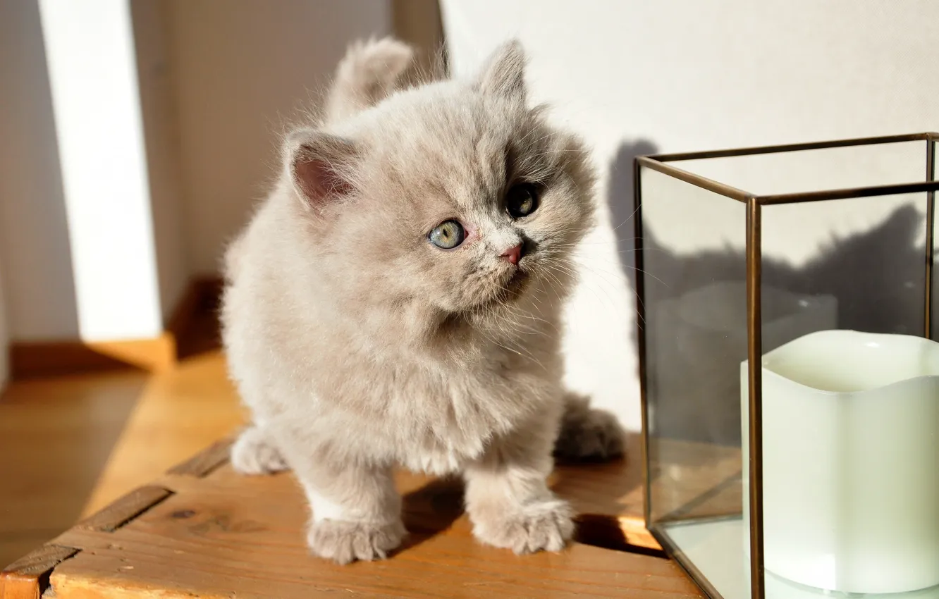 Photo wallpaper cat, look, glass, light, grey, wall, baby, muzzle