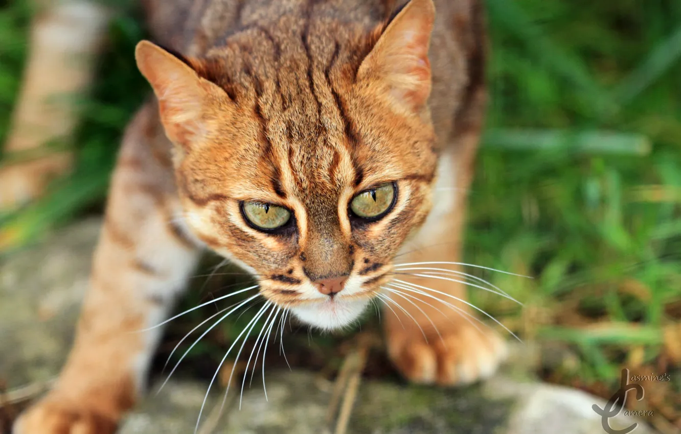 Photo wallpaper cat, look, wool, cute, color