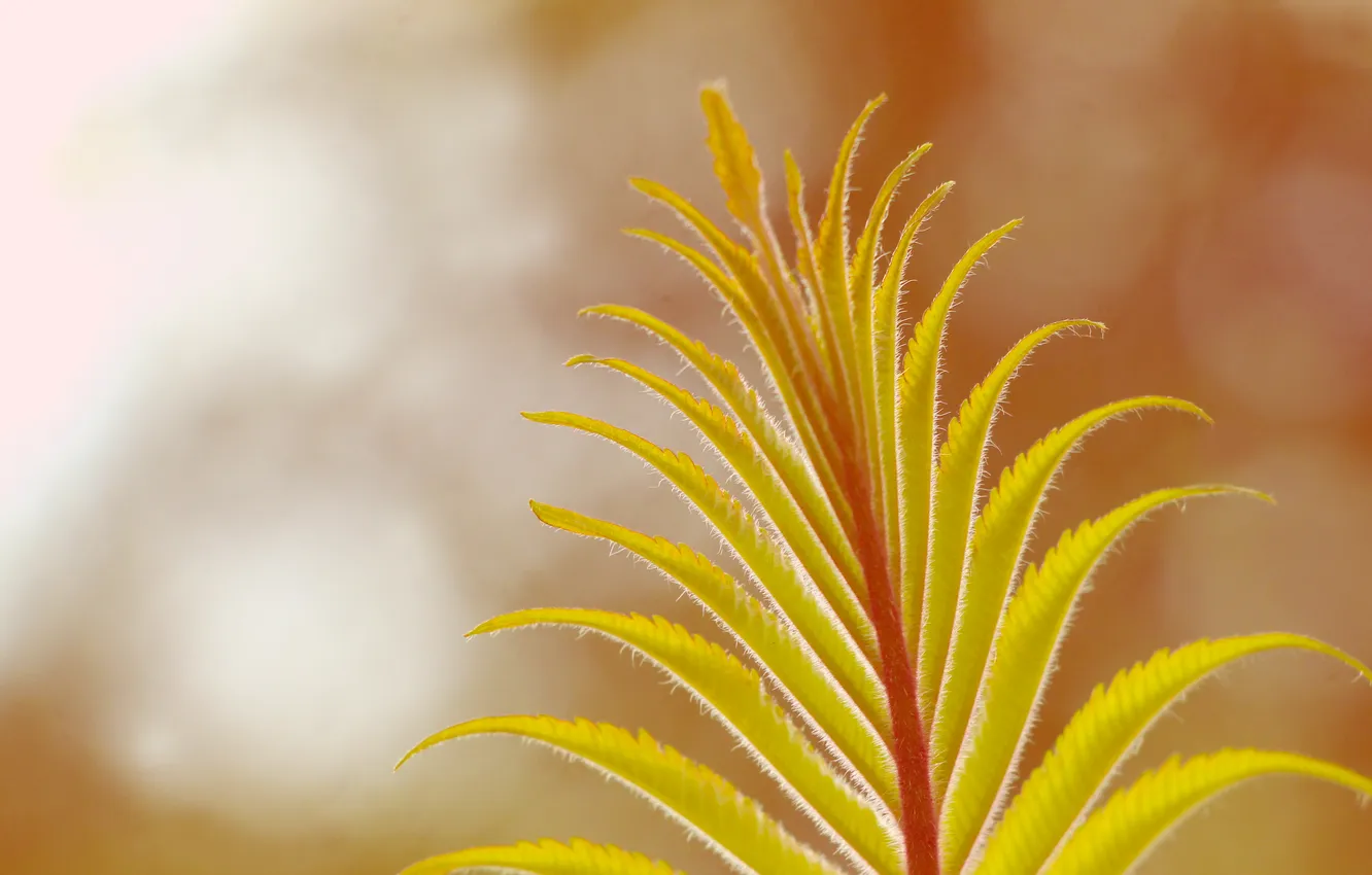 Photo wallpaper green, leaf, plant