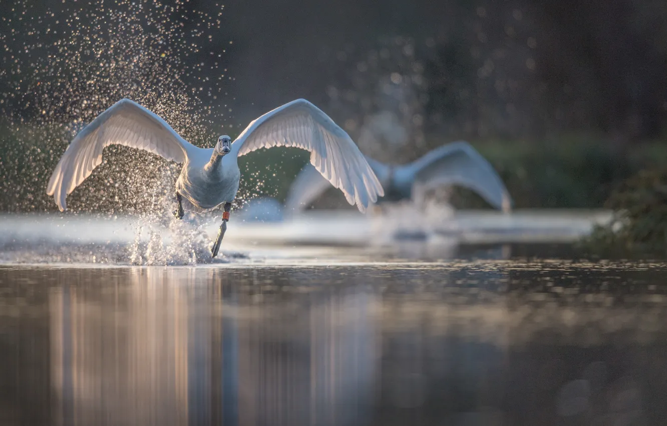 Photo wallpaper water, squirt, bird, wings, Swan, run
