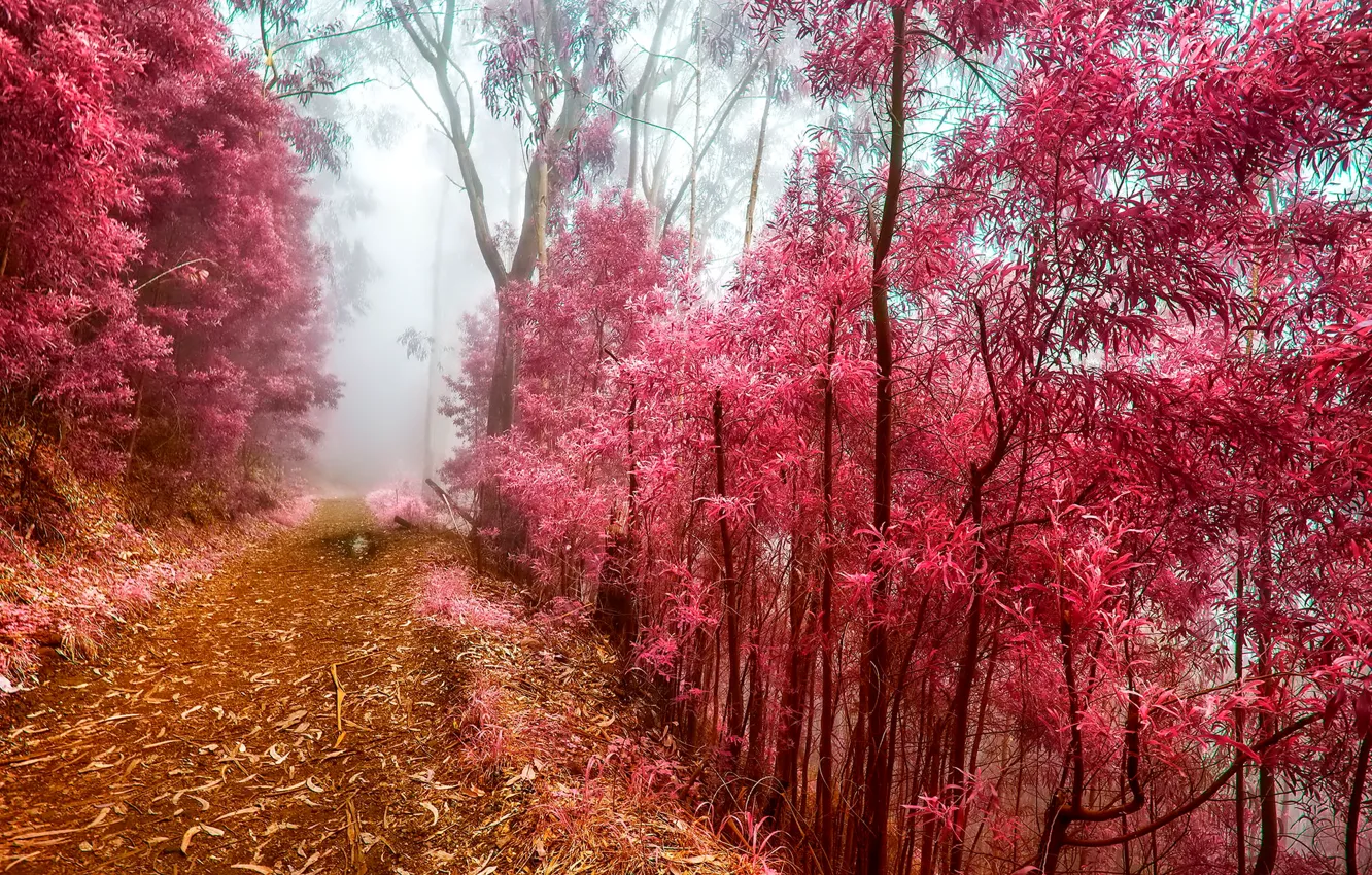 Photo wallpaper frost, autumn, forest, trees, fog, morning, path