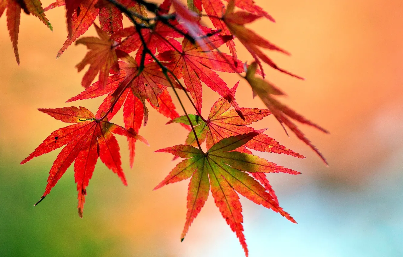 Photo wallpaper leaves, macro, red, background, tree, widescreen, Wallpaper, plant