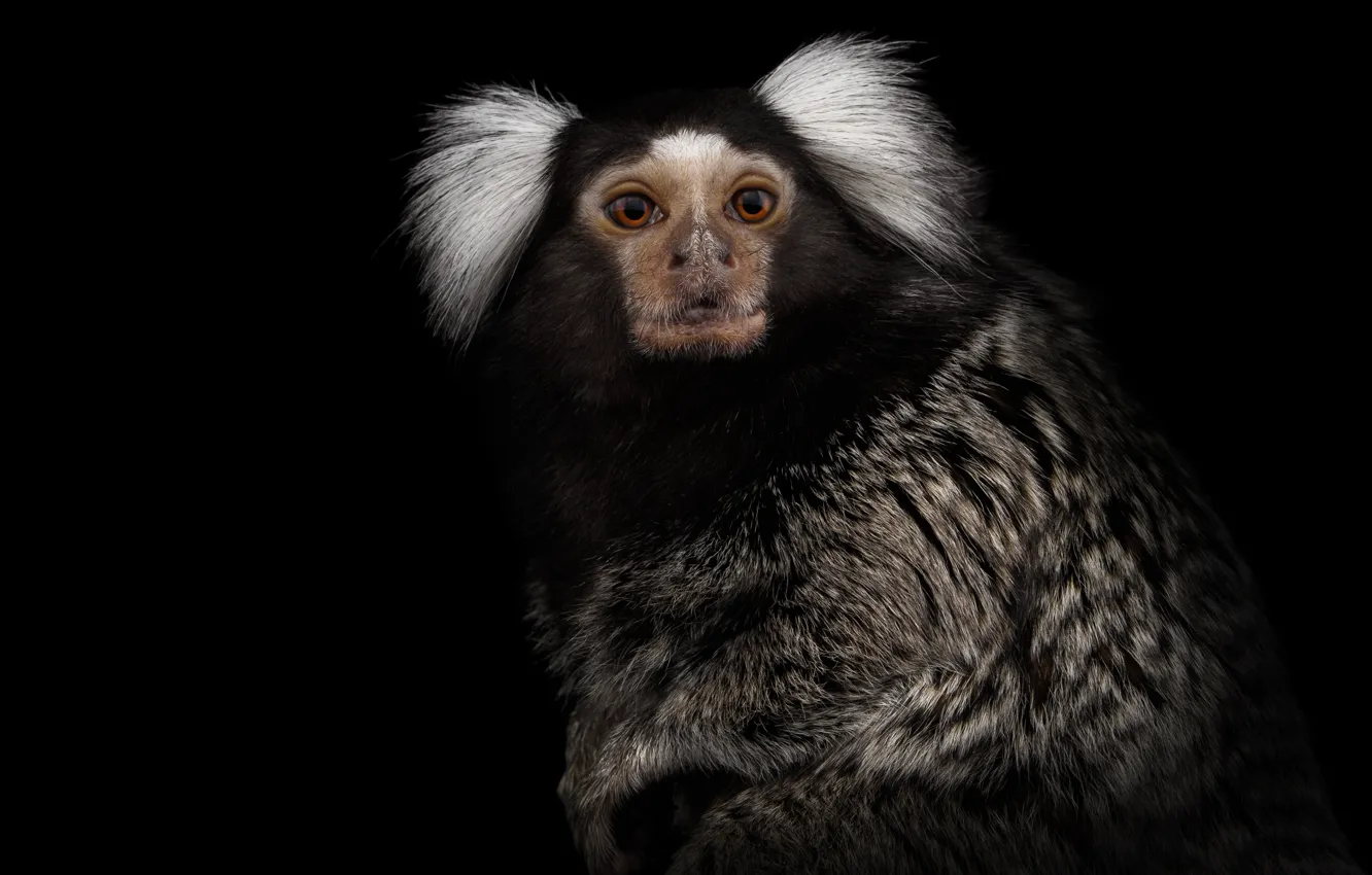 Photo wallpaper monkey, coat, look