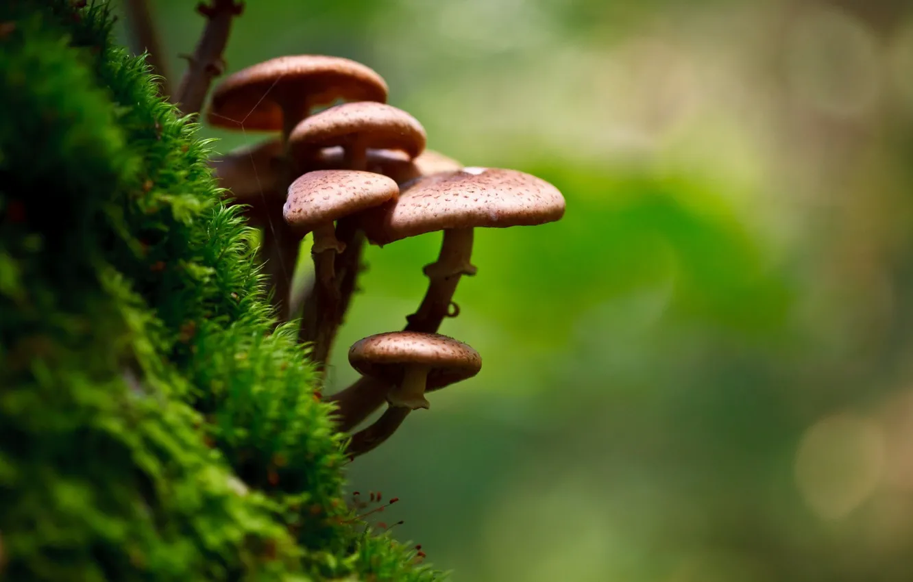 Photo wallpaper photography, nature, macro, mushrooms, moss