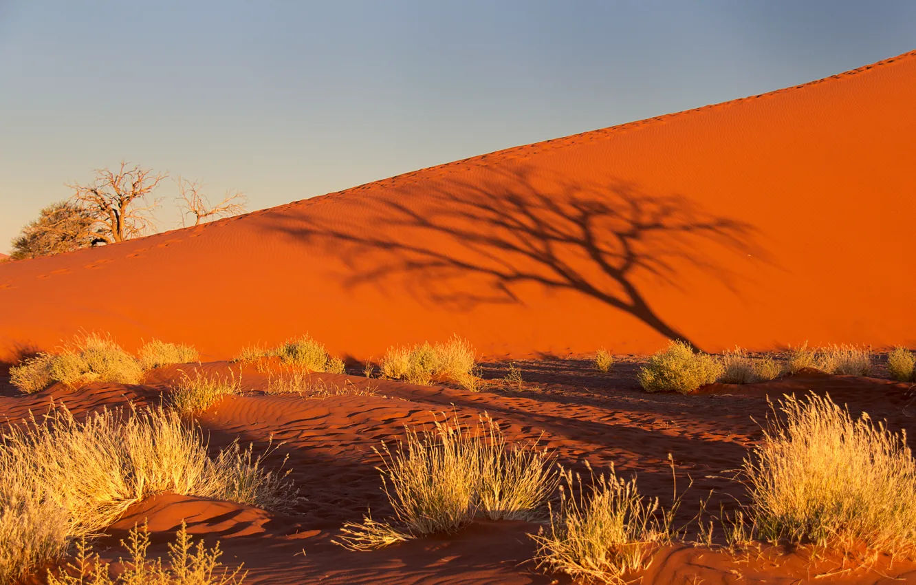 Photo wallpaper sand, the sky, sunset, tree, Bush, shadow, barkhan, Africa