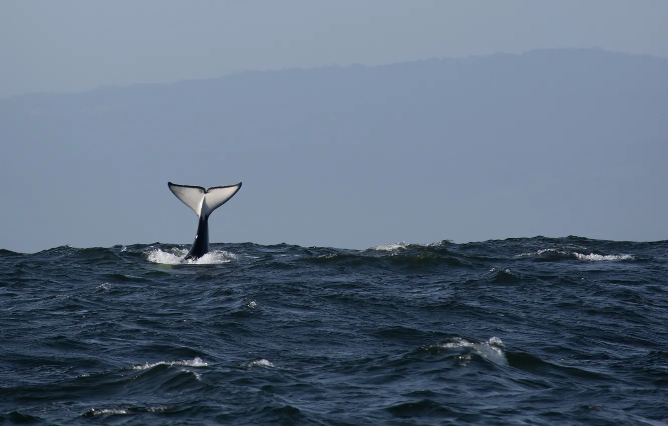 Photo wallpaper pacific ocean, ocean, fluke, killer whale, orca