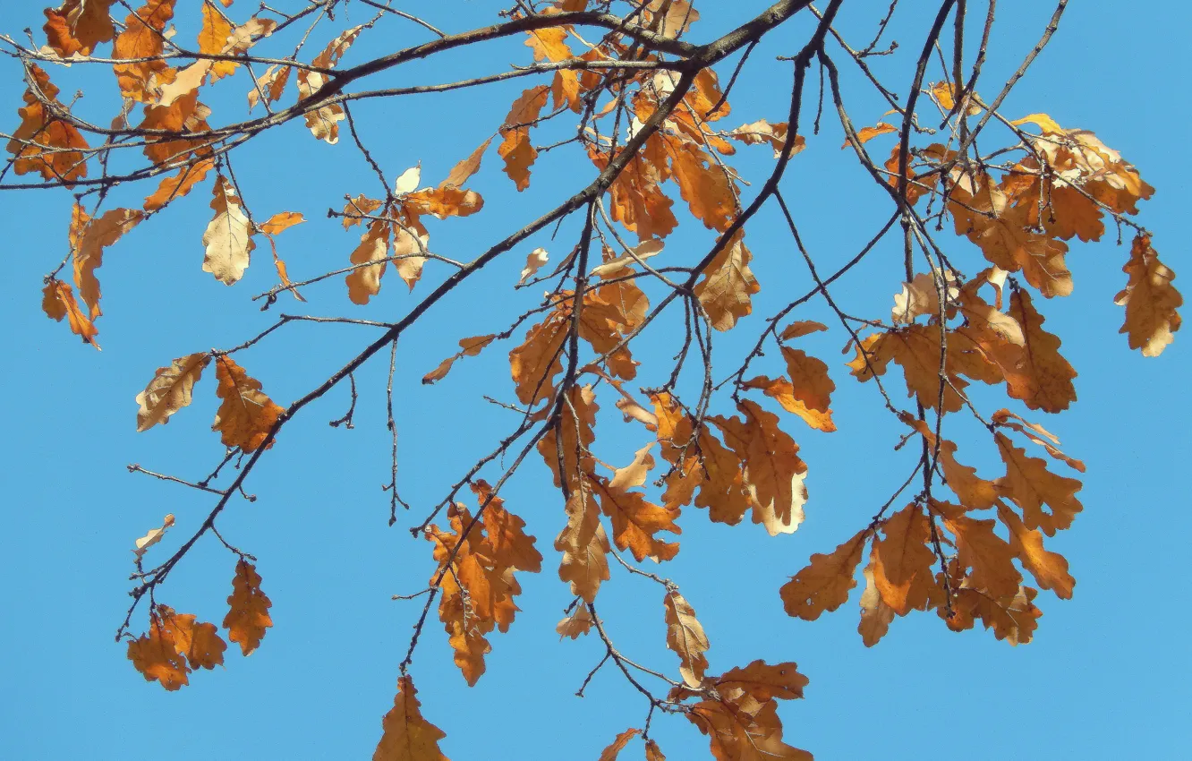Photo wallpaper autumn, the sky, leaves, sheet, background, widescreen, blue, wallpaper