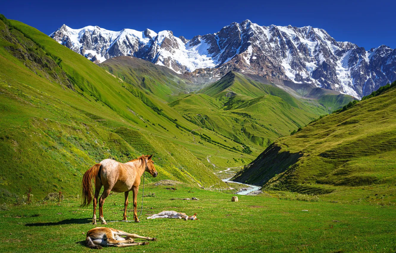 Photo wallpaper mountains, horse, horse, pasture