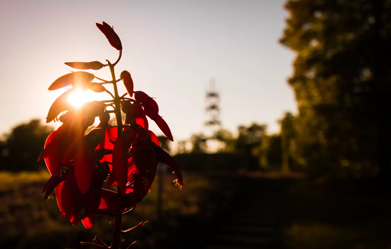 Photo wallpaper city, sunshine, tower, flower, park, autumn, sun, garden