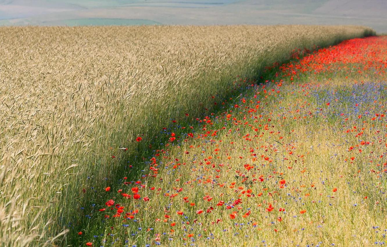 Photo wallpaper field, nature, Maki, ears