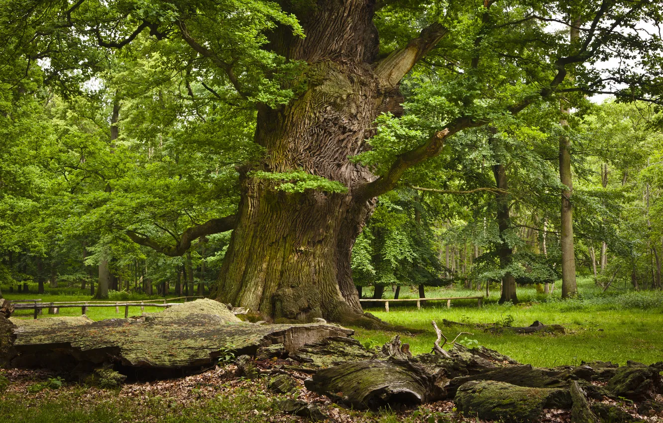 Photo wallpaper forest, nature, Park, tree, oak