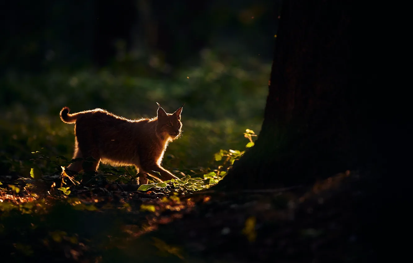 Photo wallpaper light, trees, nature, silhouette, walk, lynx