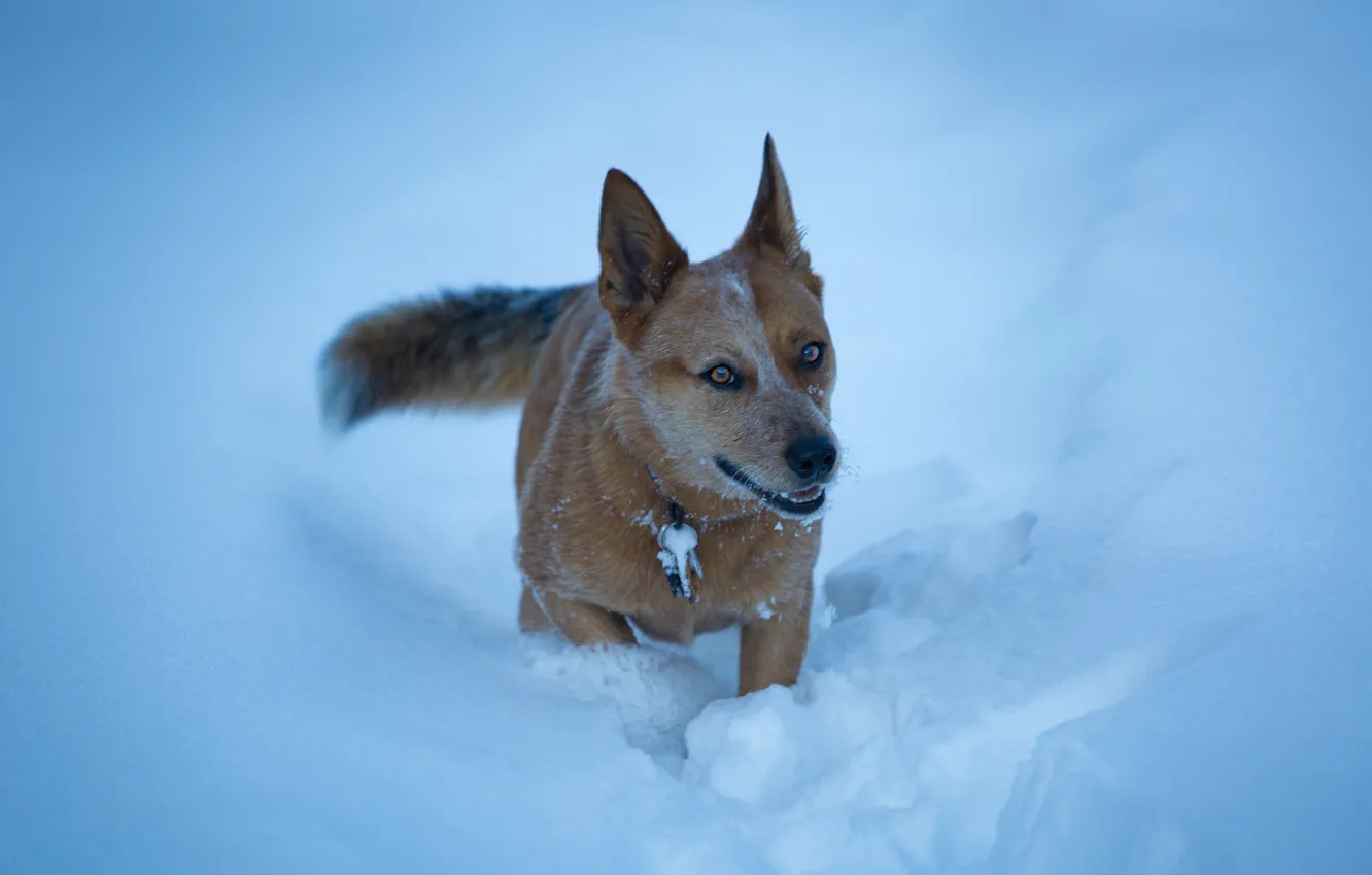 Photo wallpaper snow, each, dog