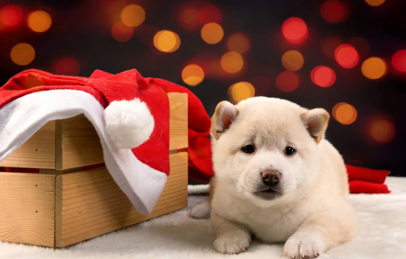 Photo wallpaper new year, dog, Christmas, puppy, box, bokeh