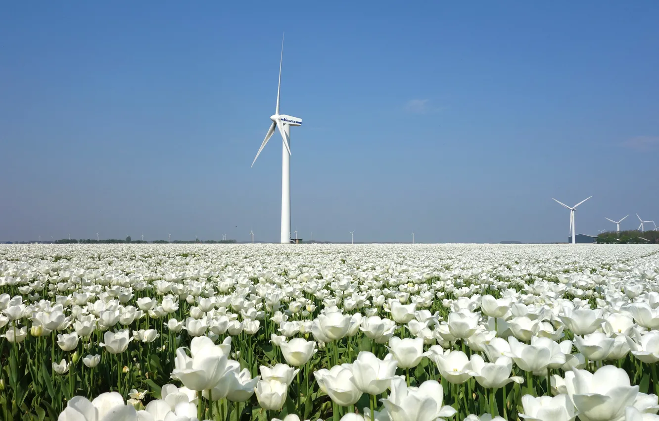 Photo wallpaper field, tulips, windmills