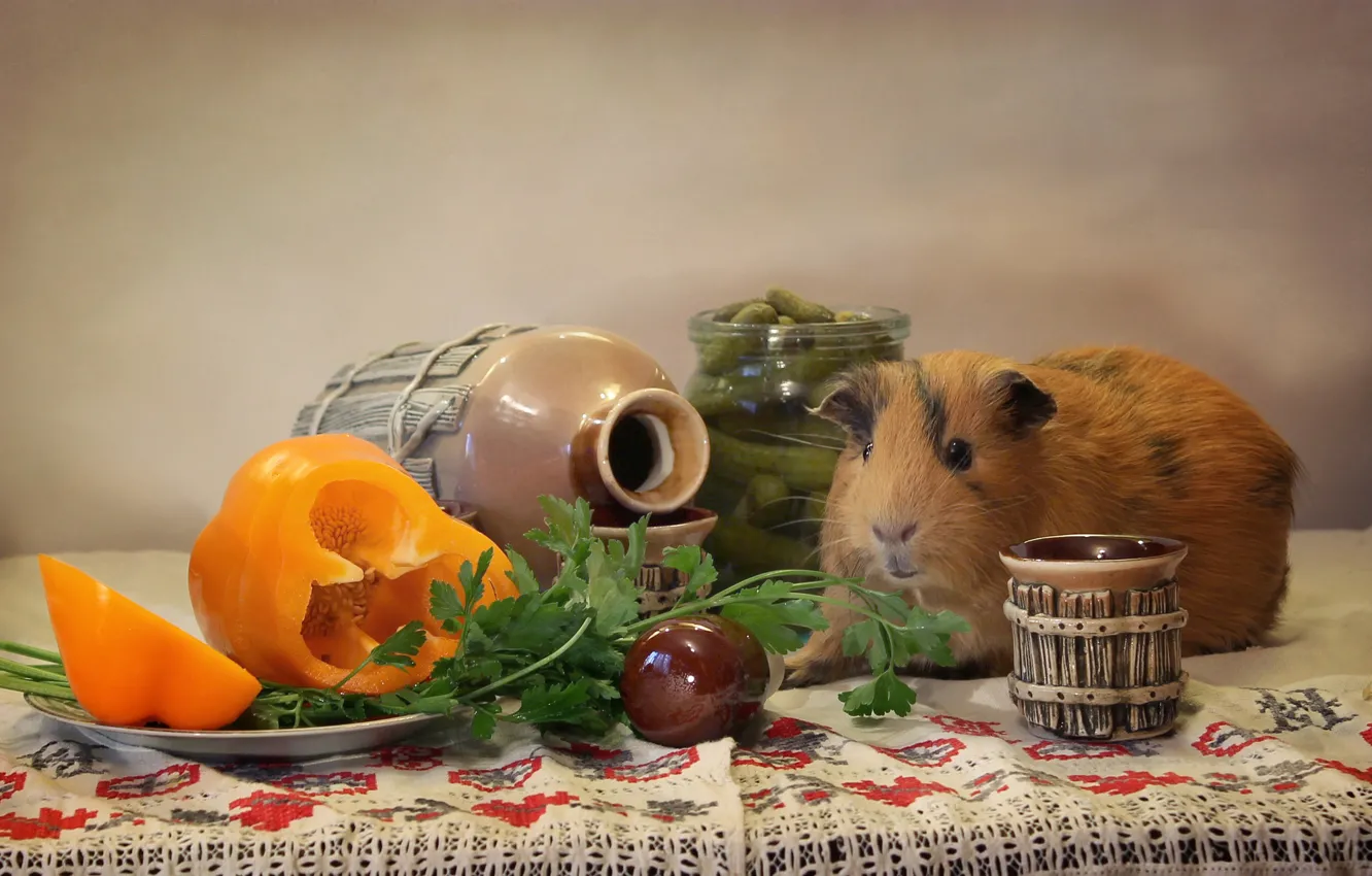 Photo wallpaper animal, holiday, Guinea pig, composition, February