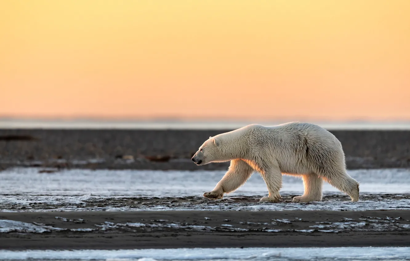 Photo wallpaper winter, white, the sky, light, snow, nature, pose, shore