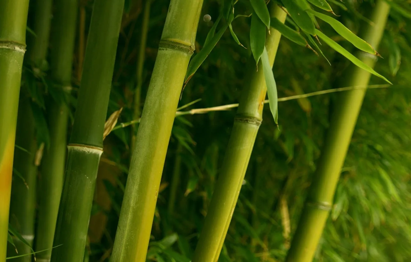 Photo wallpaper greens, branch, bamboo