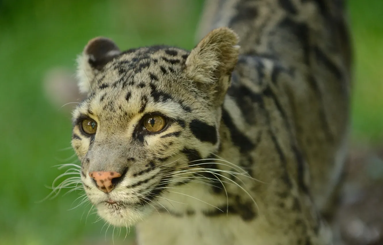 Photo wallpaper cat, look, face, clouded leopard