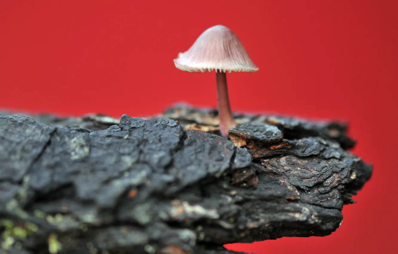 Photo wallpaper macro, nature, mushroom