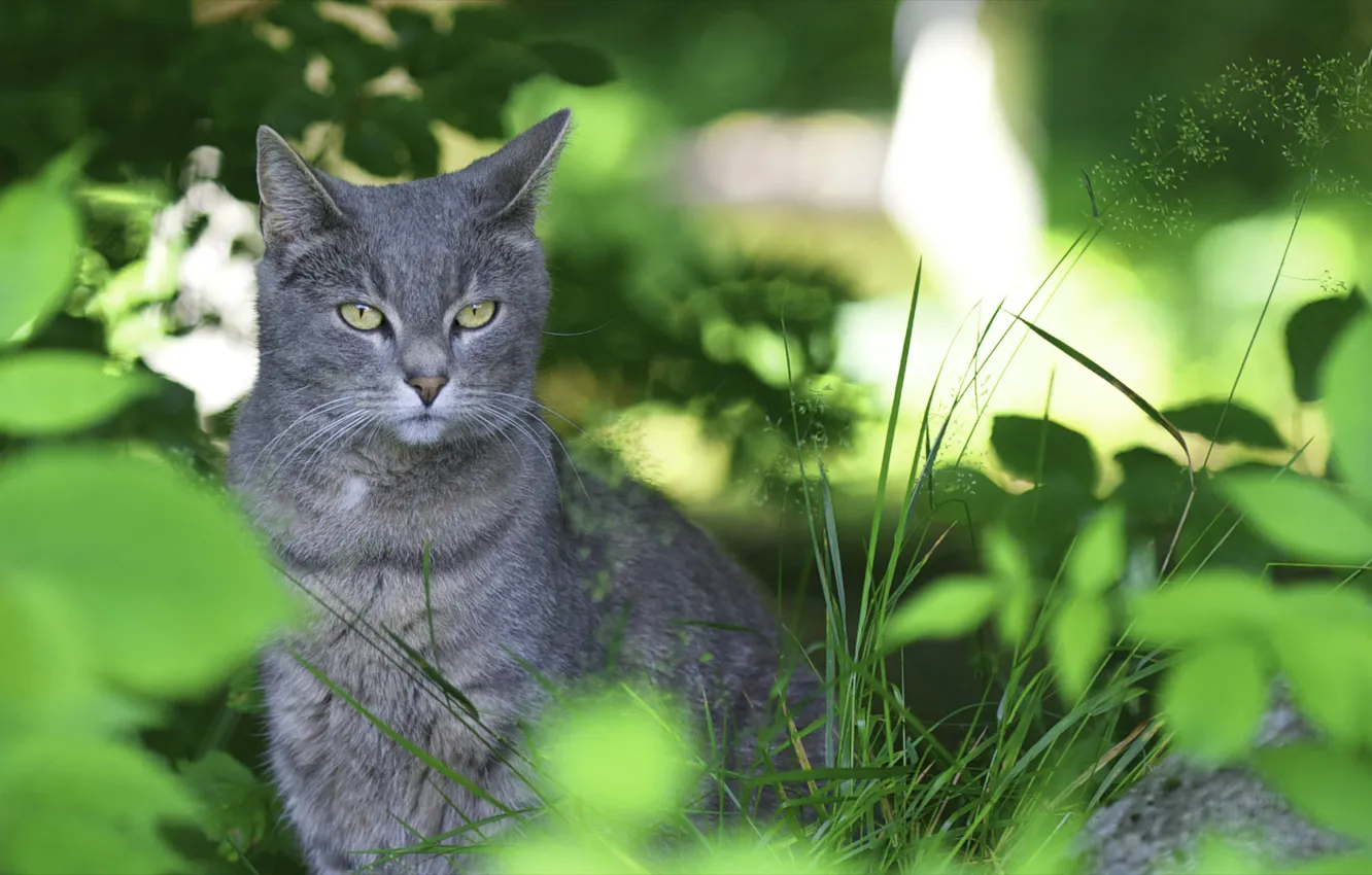 Photo wallpaper cat, cat, leaves, nature, green, focus