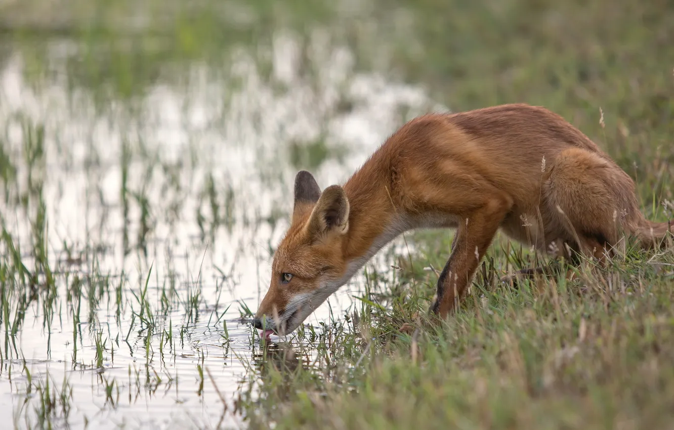 Photo wallpaper water, nature, Fox