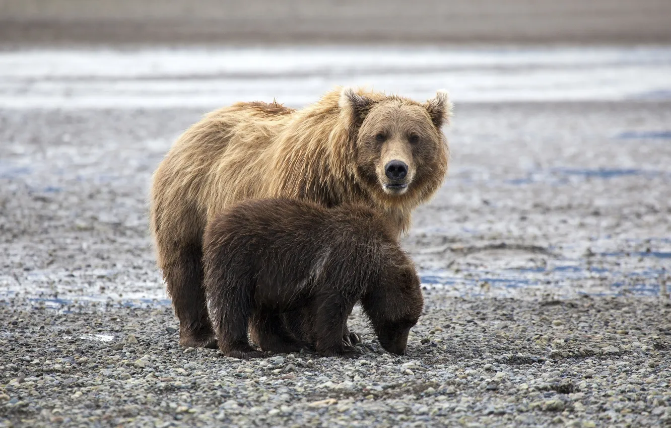 Photo wallpaper shore, baby, bear, family, pair, bear, mom, pebbles