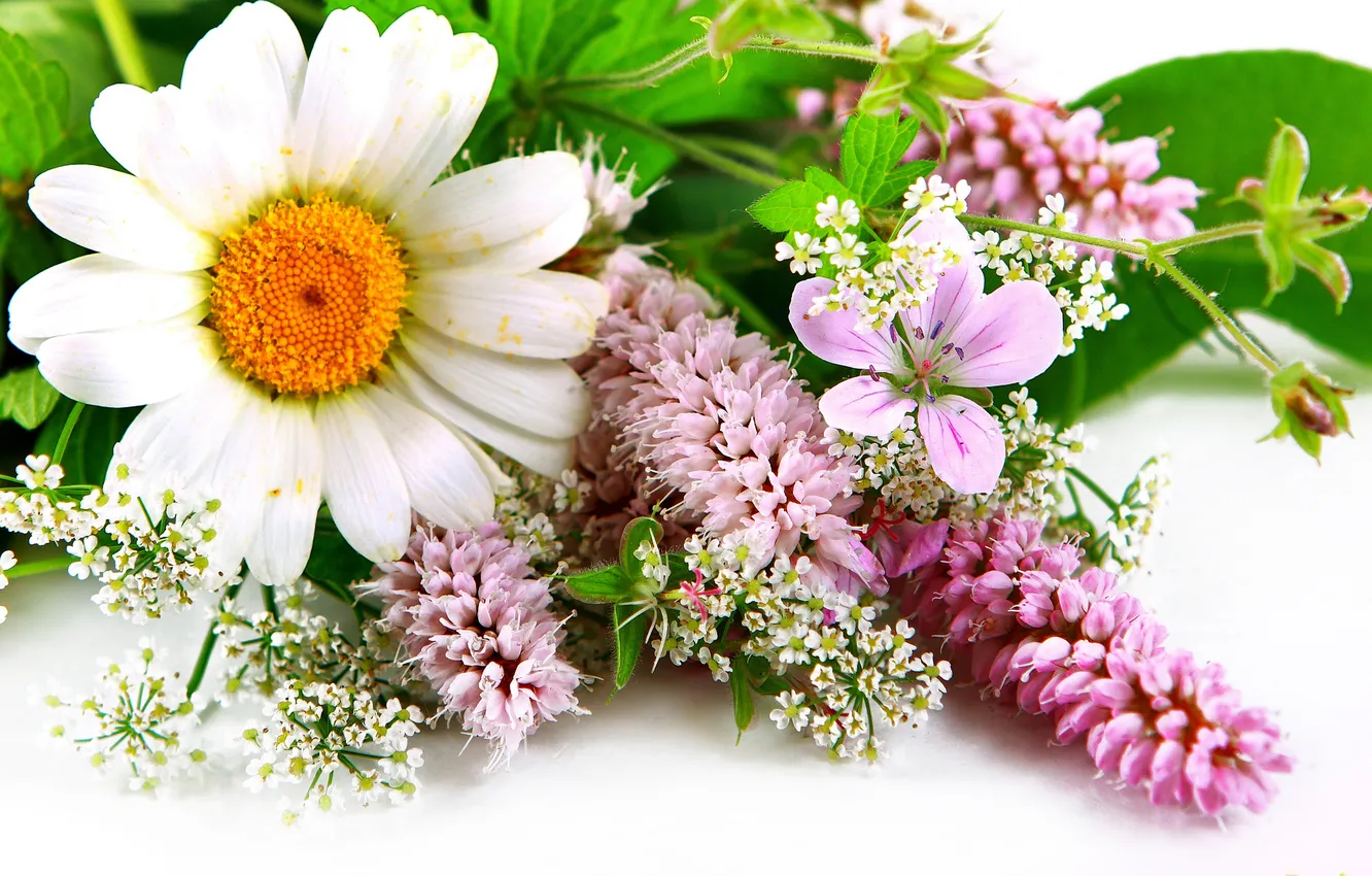 Photo wallpaper chamomile, leaf, wildflowers