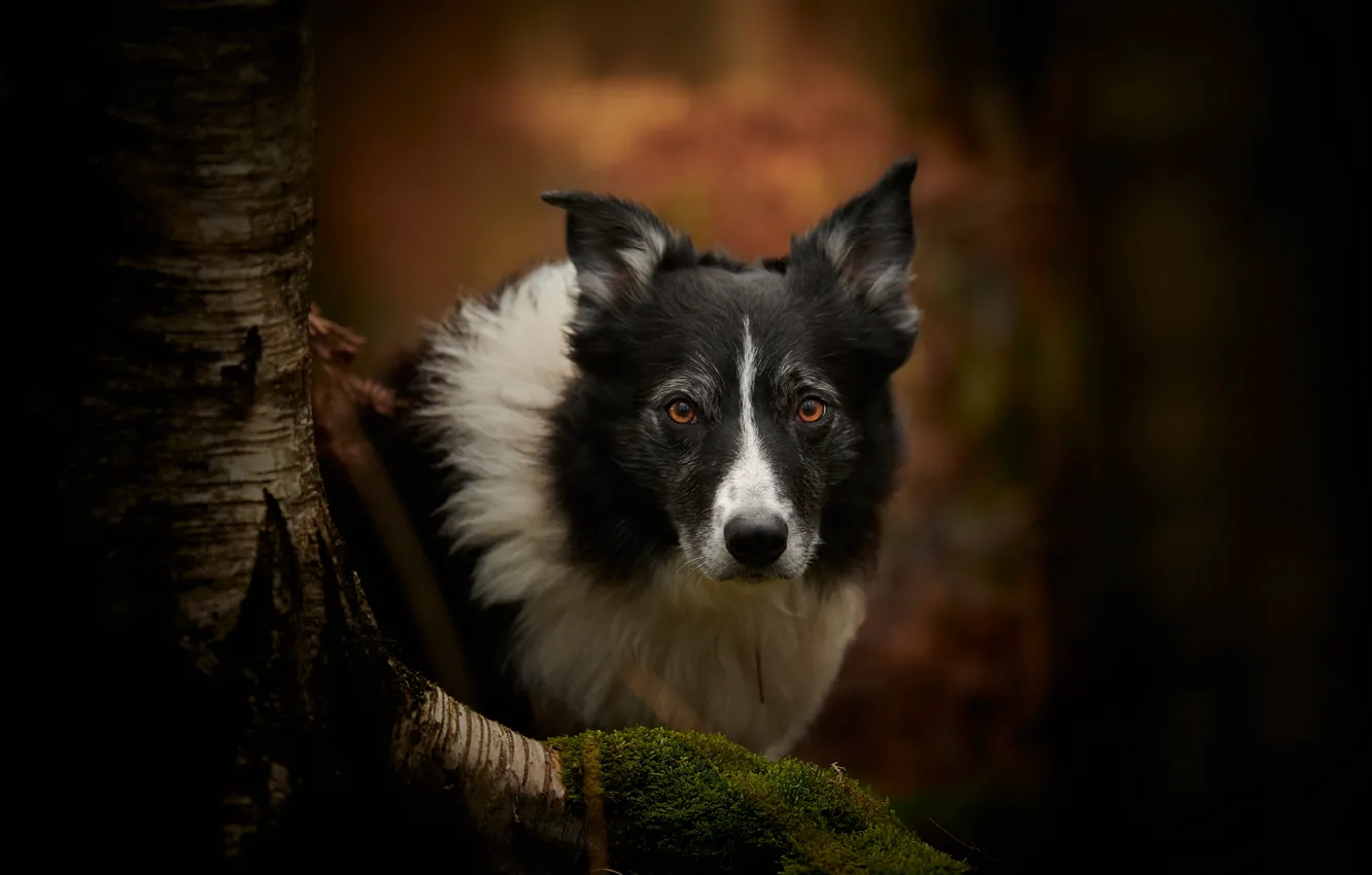 Photo wallpaper look, face, background, tree, moss, dog, The border collie