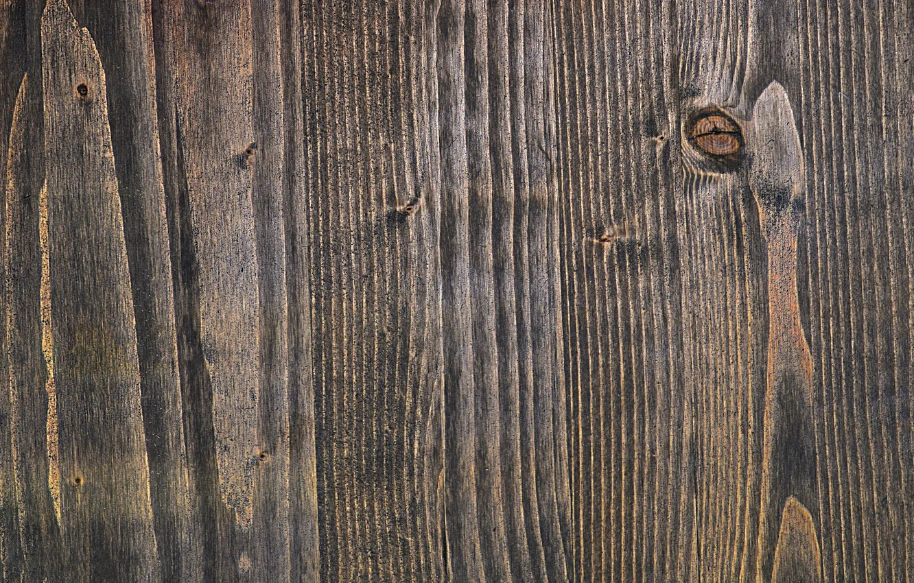 Photo wallpaper trees, color, texture