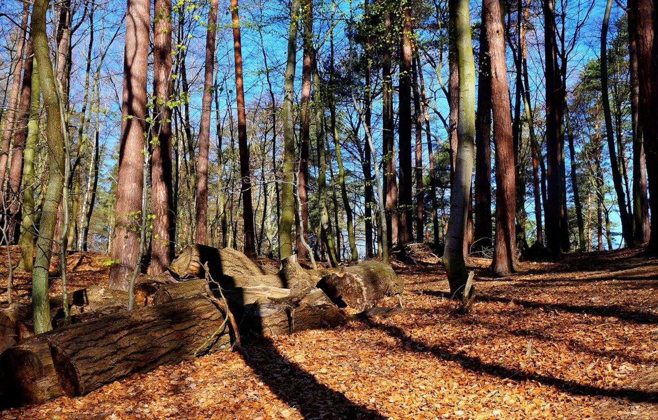 Photo wallpaper forest, park, tree